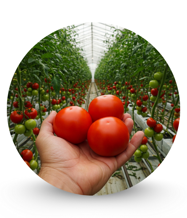 Greenhouse tomato cultivation maturing in Ramirez Tomatoes' greenhouses in Tennessee.