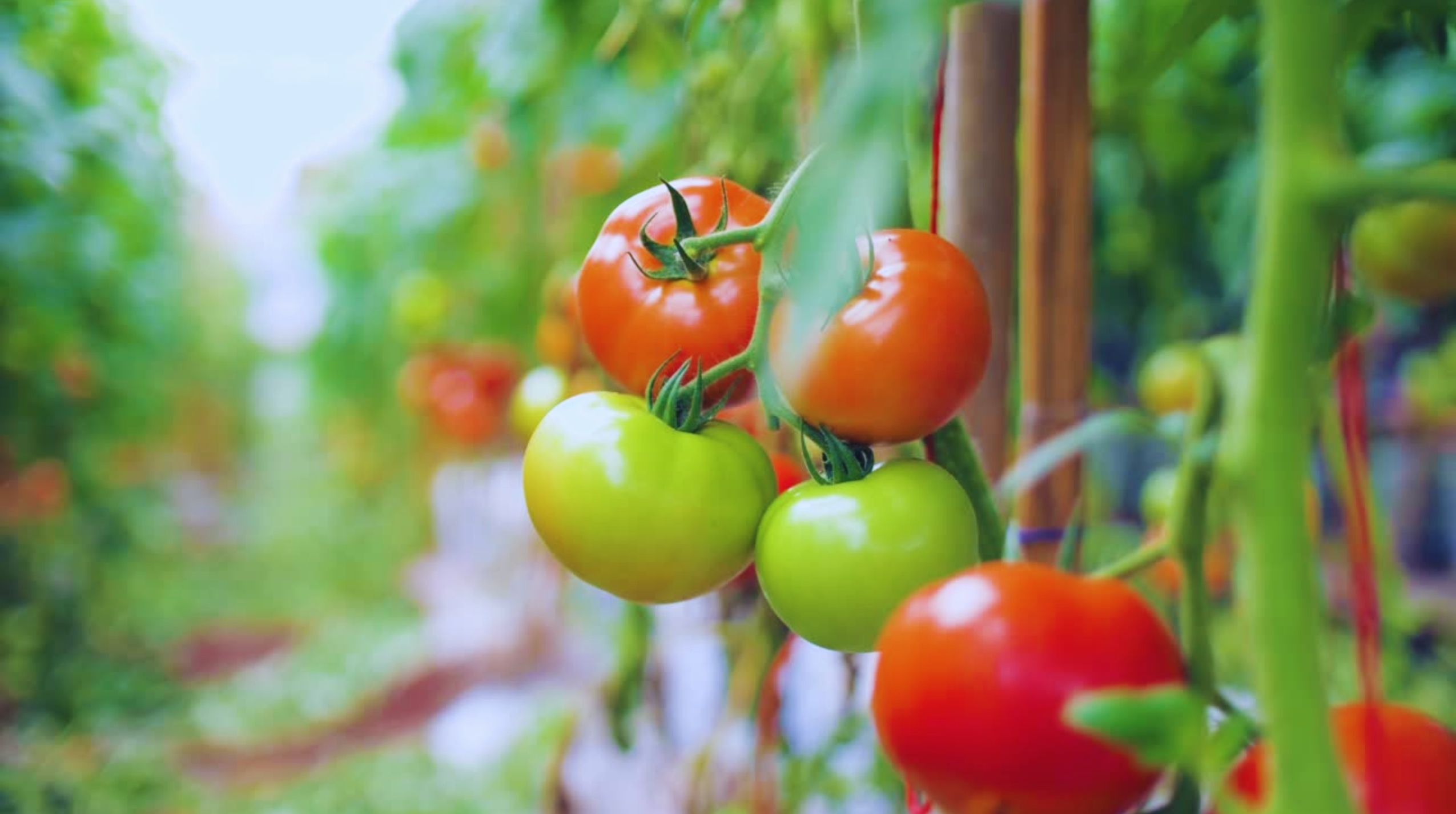 Extensive fields of tomatoes ready for harvest at Ramirez Tomatoes