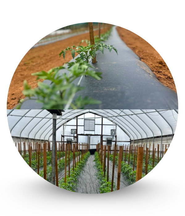 RAMIREZ TOMATOES